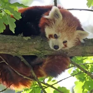Erster Roter Panda im Rostocker Zoo