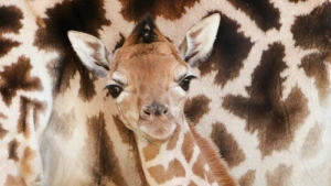 Giraffen-Nachwuchs im Berliner Tierpark