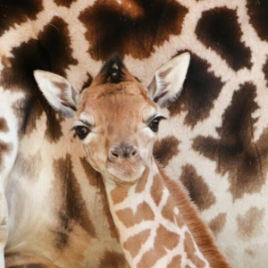 Giraffen-Nachwuchs im Berliner Tierpark