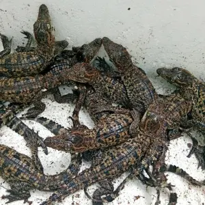 Eier seltener Krokodile in Kambodscha entdeckt