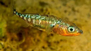 KINA - Ein Fisch wechselt seine Farben