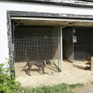 Haftstrafen für Mitglieder von Hundekampf-Ring in Großbritannien