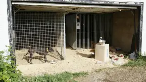 Haftstrafen für Mitglieder von Hundekampf-Ring in Großbritannien