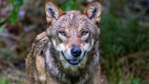 Wölfe im Nationalparkzentrum Falkenstein