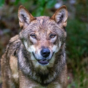 Wölfe im Nationalparkzentrum Falkenstein