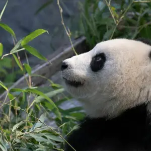 Ultraschall bei Panda-Dame Meng Meng