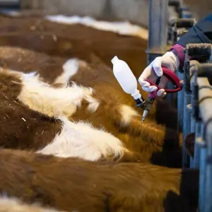 Impfaktion gegen Blauzungenkrankheit