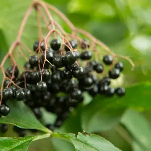 Schwarze Holunderbeeren