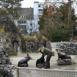 Kölner Zoo öffnet wieder