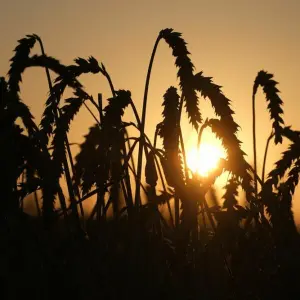 Weizen im Sonnenaufgang