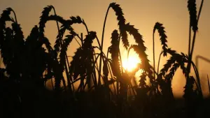 Weizen im Sonnenaufgang