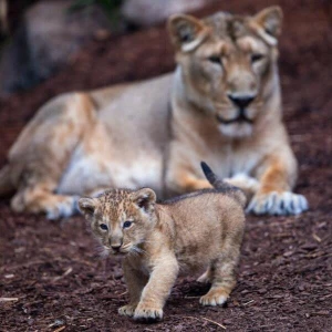 Löwenbaby im Schweriner Zoo