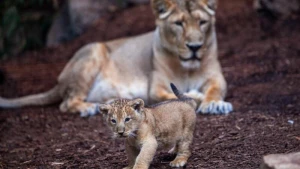 Löwenbaby im Schweriner Zoo