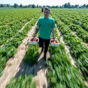 Eröffnung Erdbeersaison in Sachsen