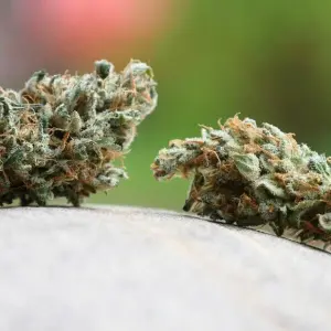 Cannabis Symbolbild
