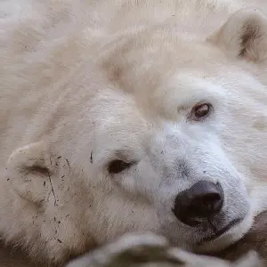 Eisbären im Tierpark
