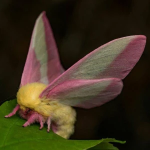 Fliegendes Sahnebonbon als Musterbeispiel der Evolution