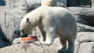 Abkühlung für die Eisbären in Hagenbecks Tierpark