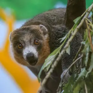 Mongozmakis im Kölner Zoo - seltene Lemuren-Art