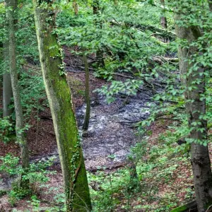 Wald in Nordrhein-Westfalen