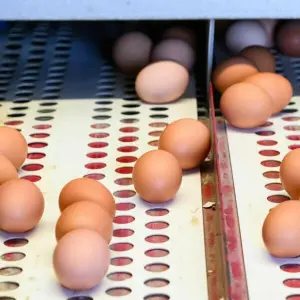 Eierproduktion zu Ostern