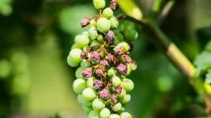 Klimawandel im Weinbau