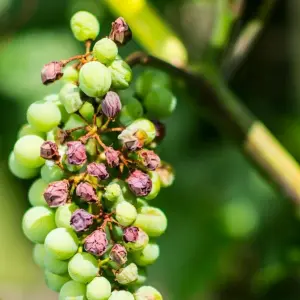 Klimawandel im Weinbau