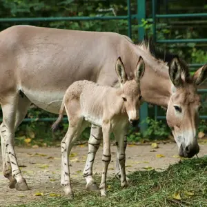 Nachwuchs bei Somali-Wildeseln im Tierpark Berlin