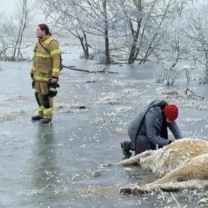 Erfrorene Kühe im Wasser in Brandenburg/Havel entdeckt