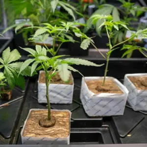 NRW erlaubt bis zu 3000 Cannabis-Clubs