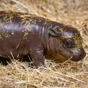 20.000 Namensvorschläge für Mini-Hippo