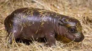 20.000 Namensvorschläge für Mini-Hippo