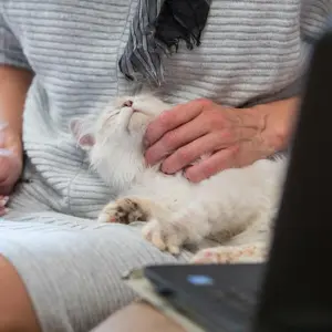 Frau sitzt mit einer Katze vor dem Laptop