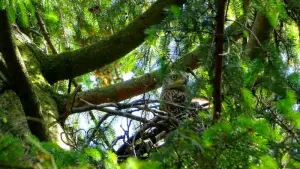 Ein junger Rotmilan schaut aus seinem Nest