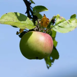 Apfelernte in Hessen steht bevor