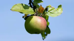 Apfelernte in Hessen steht bevor