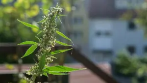 Cannabis-Pflanzen vor Schimmel schützen