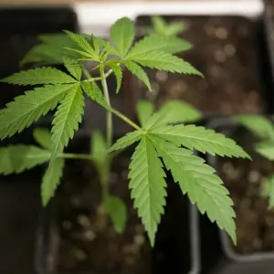 Cannabis-Anbau