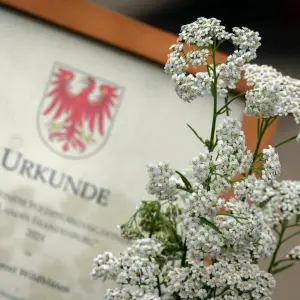 Schafgarbe ist die Brandenburger Wildpflanze des Jahres 2024
