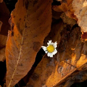 Gänseblümchen schaut unter Herbstlaub hervor