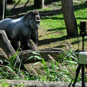 «Gorilla Tracker» im Berliner Zoo