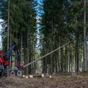 Wald in Rheinland-Pfalz stark geschädigt