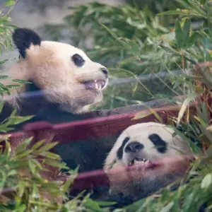 Pandas Pit und Paule
