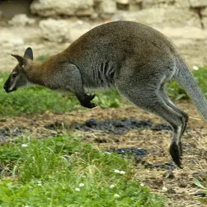 Symbolbild - Känguru im Gehege