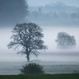Bäume im Nebelfeld