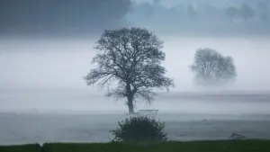Bäume im Nebelfeld