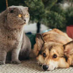 Weihnachtsgeschenke für Hund, Katze und Co.: Die 5 besten Gadgets für Dein Haustier