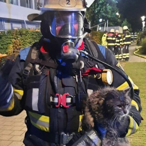 Katzen sterben bei Zimmerbrand in München