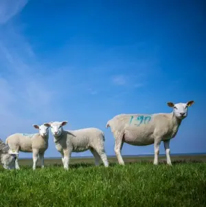 Blauzungenkrankheit beunruhigt Tierhalter