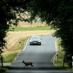 Reh läuft über Straße